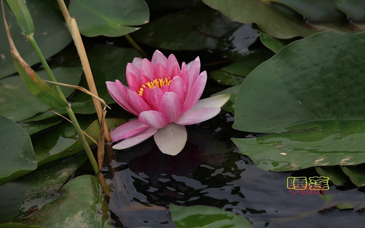 甲辰年睡莲花【2024-140】