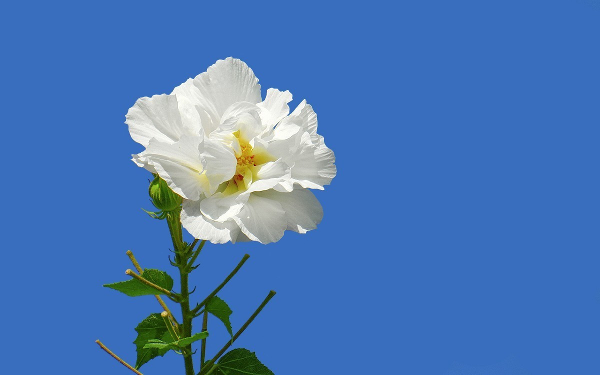 24332 ─ 蓝天下的芙蓉花