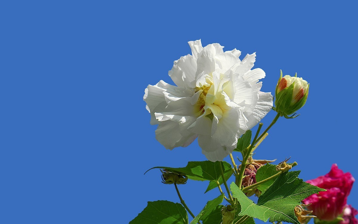 24332 ─ 蓝天下的芙蓉花