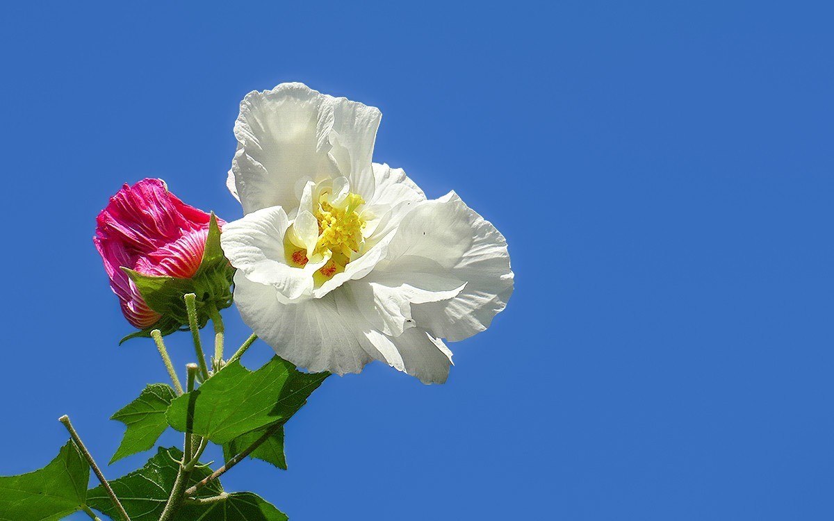 24332 ─ 蓝天下的芙蓉花