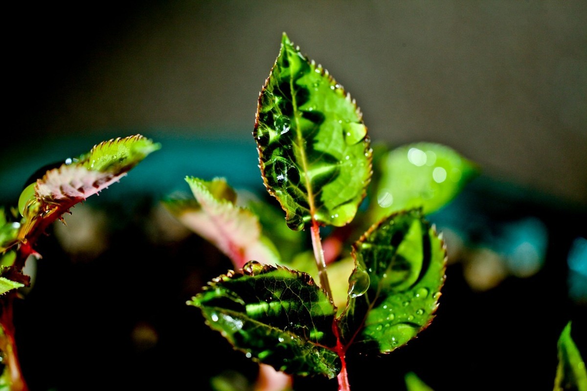 嫩芽——春天的故事