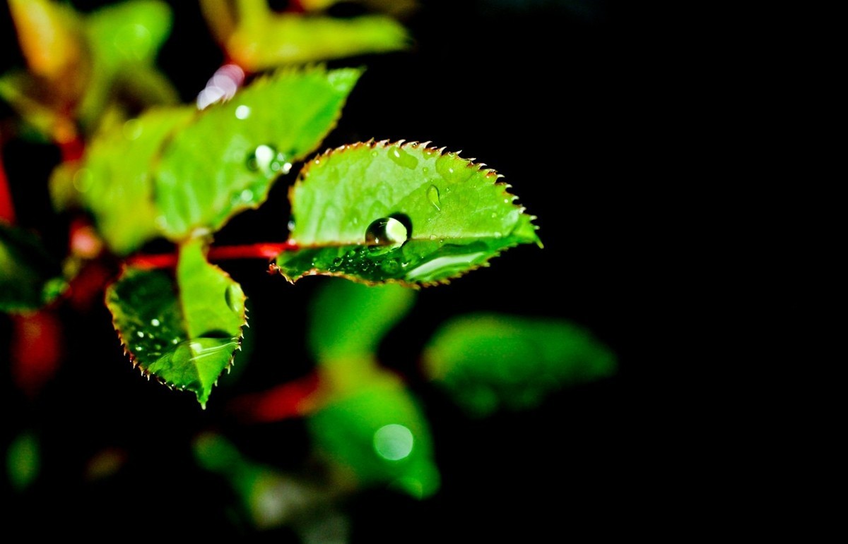 嫩芽——春天的故事