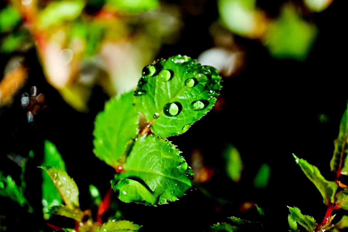 嫩芽——春天的故事