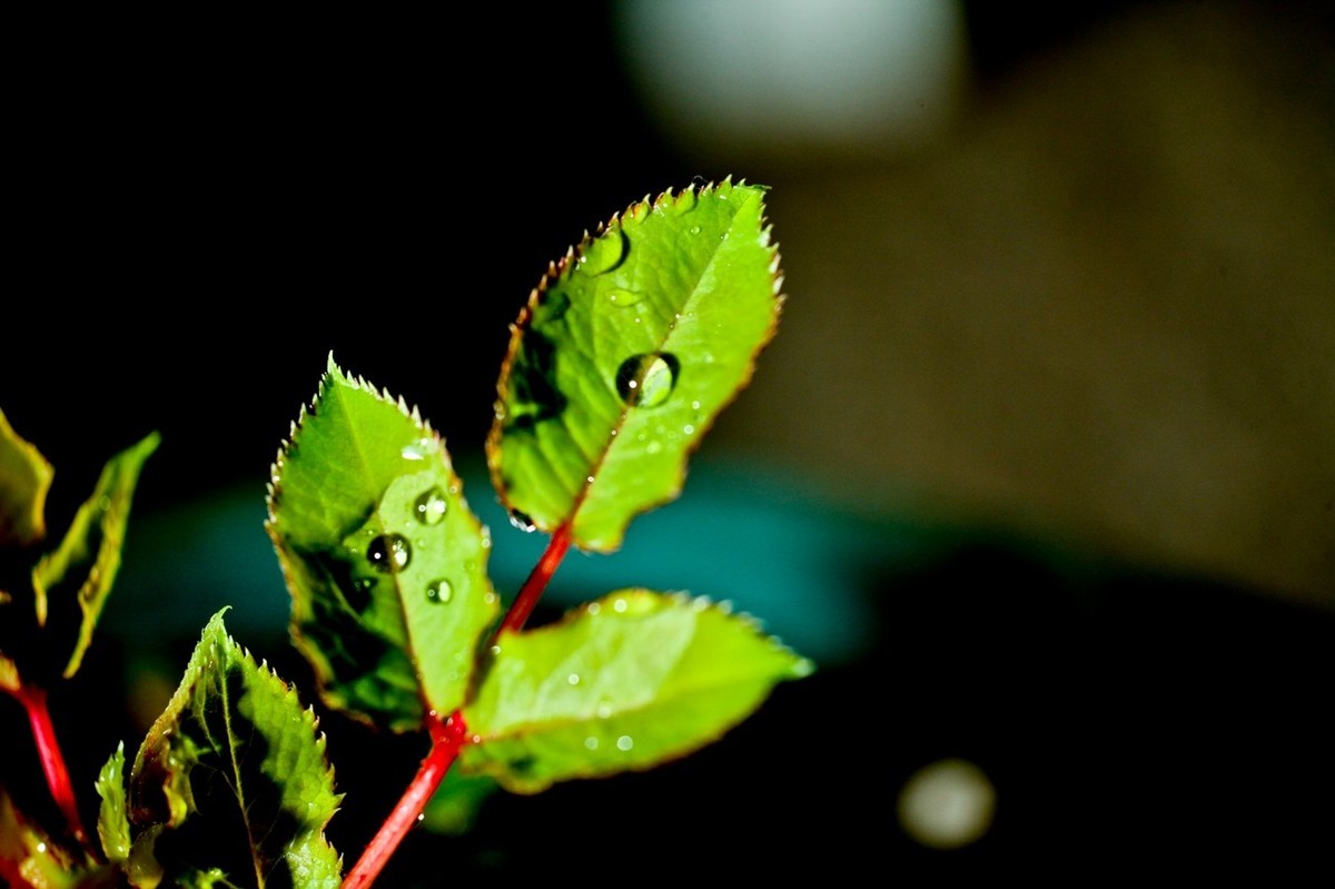 嫩芽——春天的故事