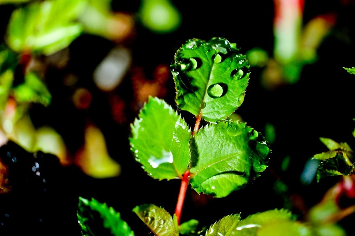 嫩芽——春天的故事