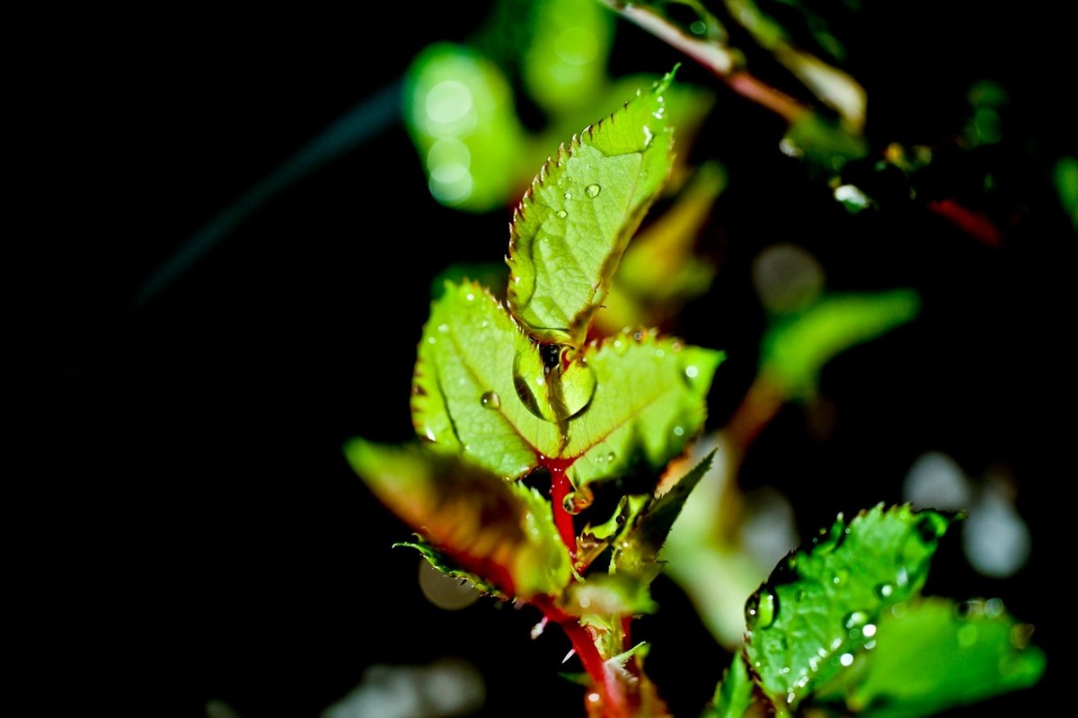 嫩芽——春天的故事
