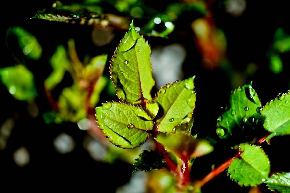 嫩芽——春天的故事