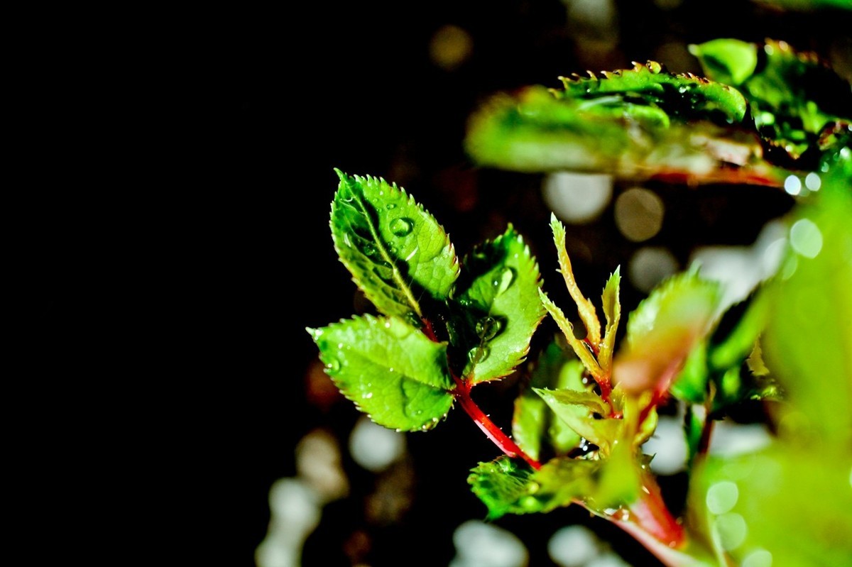 嫩芽——春天的故事