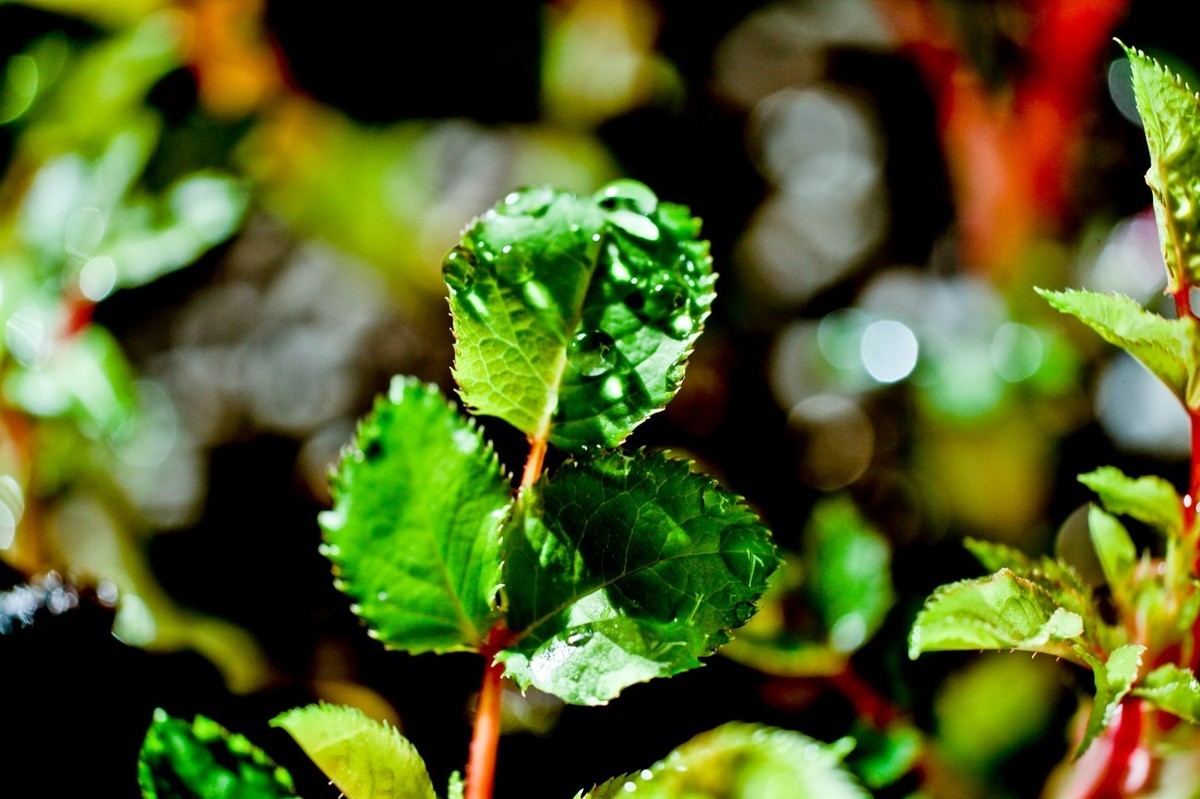 嫩芽——春天的故事