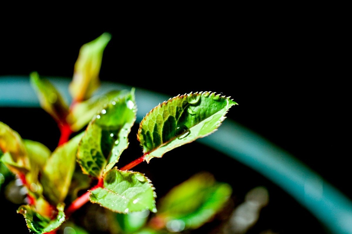 嫩芽——春天的故事