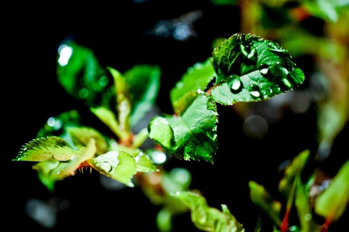 嫩芽——春天的故事