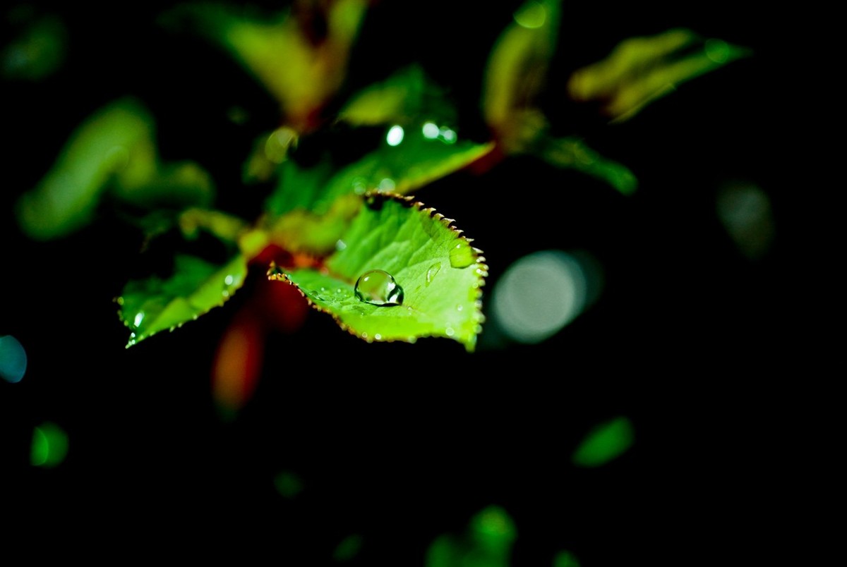 嫩芽——春天的故事