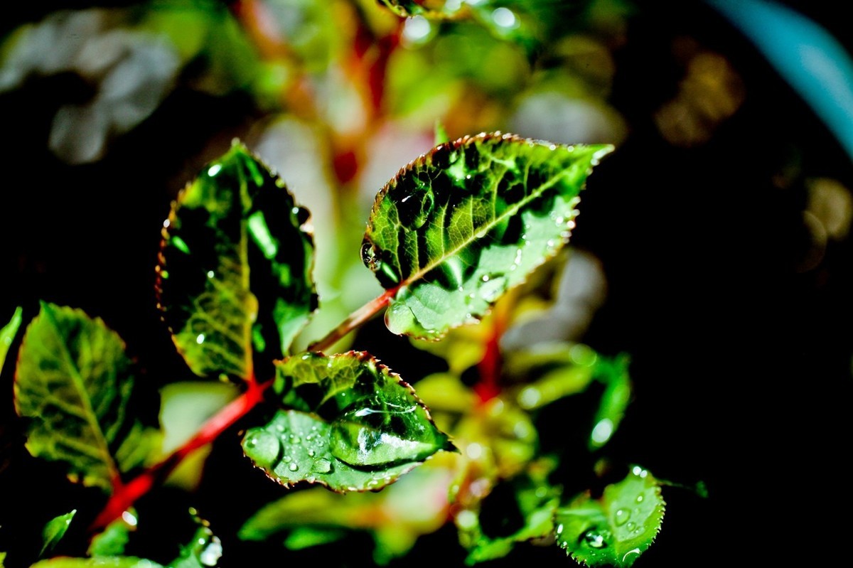 嫩芽——春天的故事
