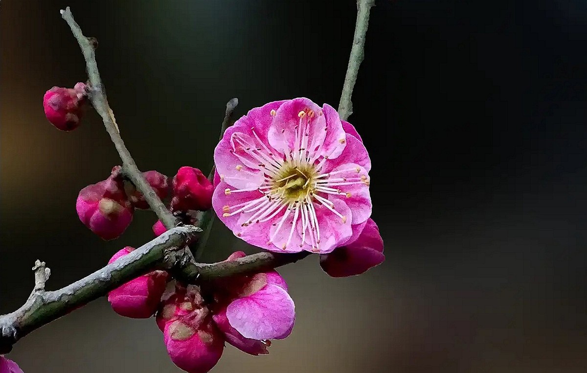 沙湾公园红之梅--1