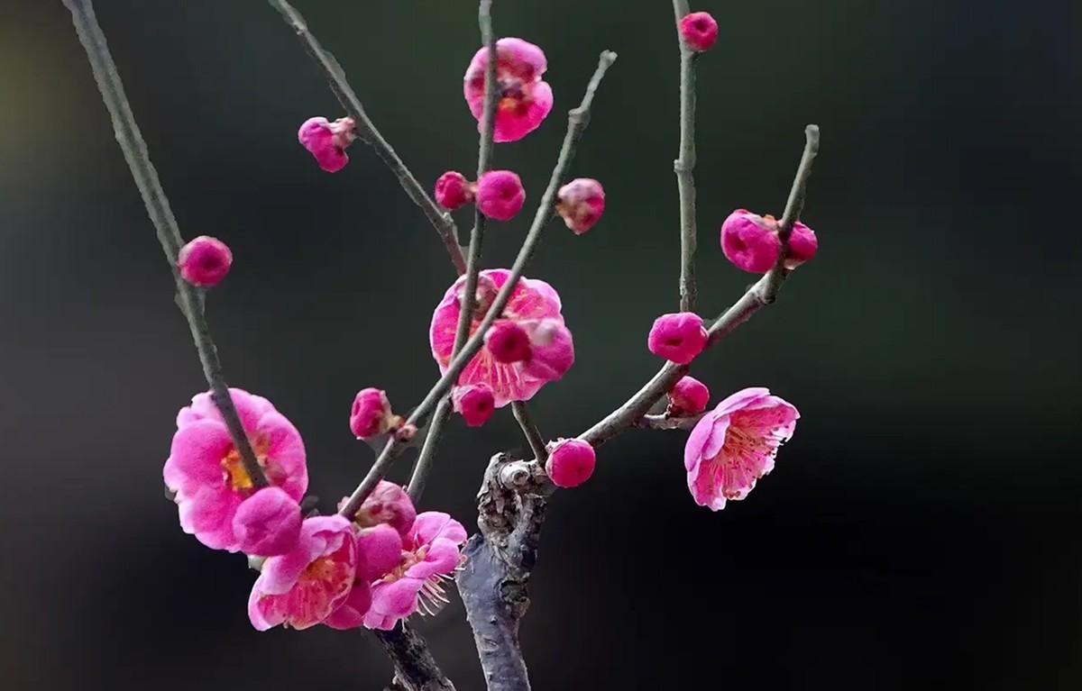 沙湾公园红之梅--1