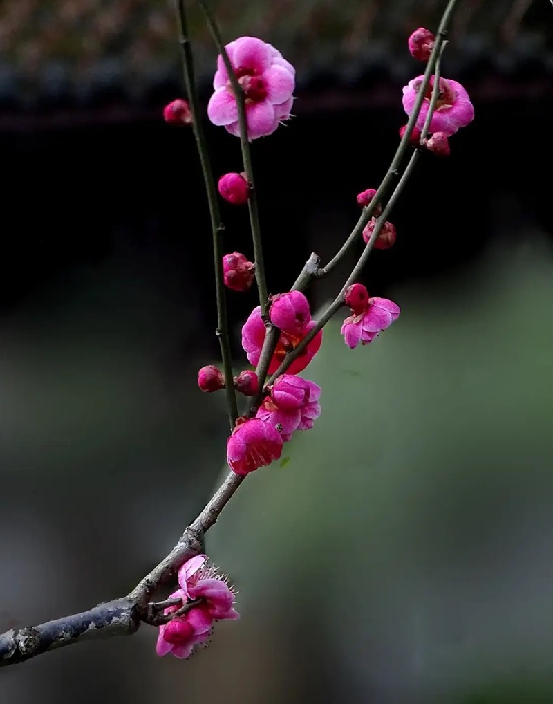 沙湾公园红之梅--1