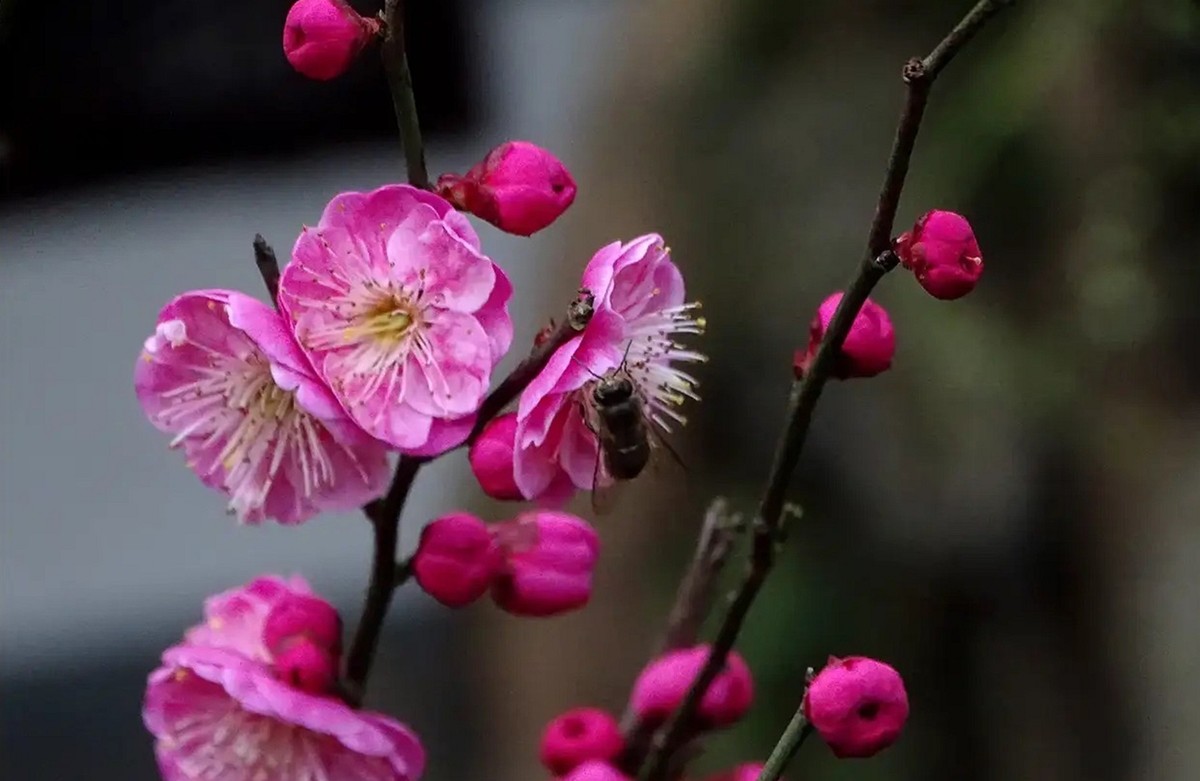 沙湾公园红之梅--1