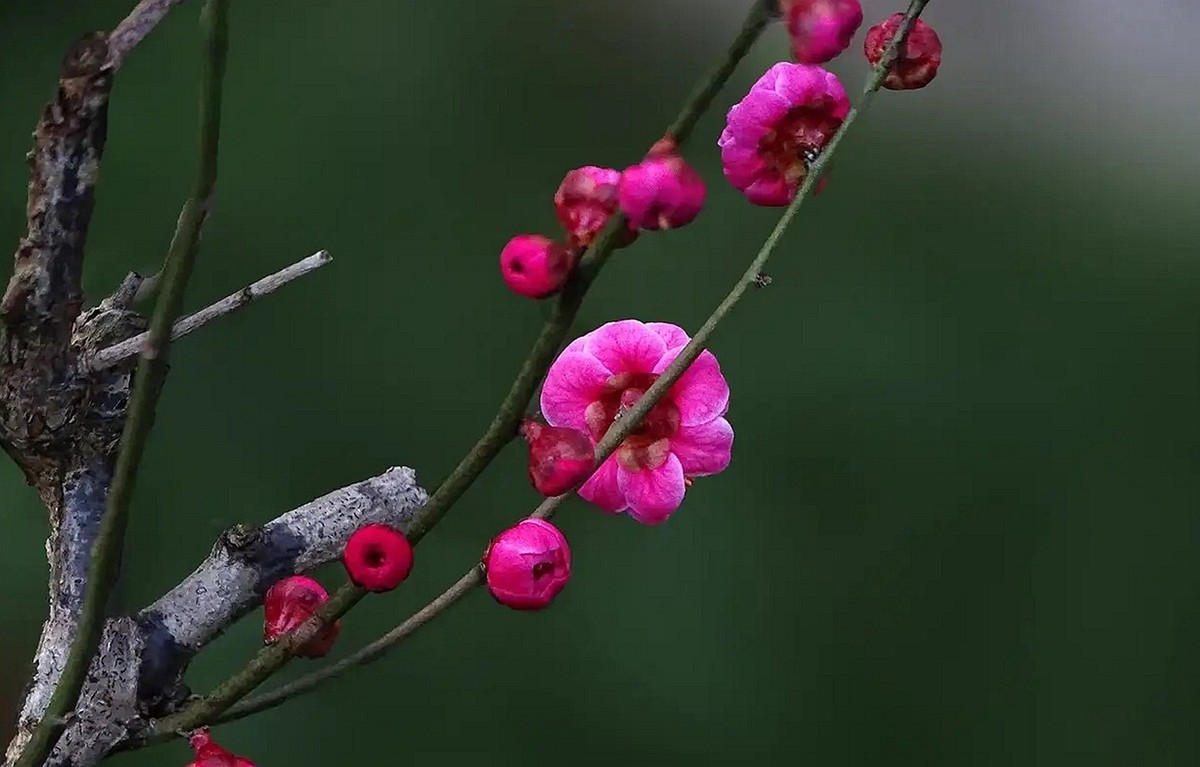 沙湾公园红之梅--1