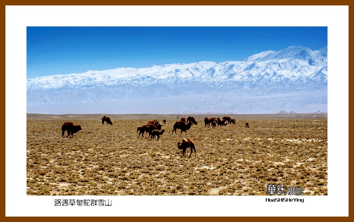 2023西行游记（甘肃122）—路遇草甸驼群雪山（张掖市）