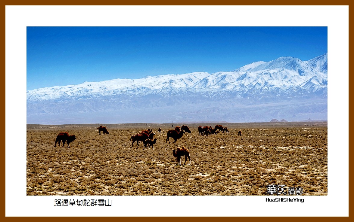 2023西行游记（甘肃122）—路遇草甸驼群雪山（张掖市）