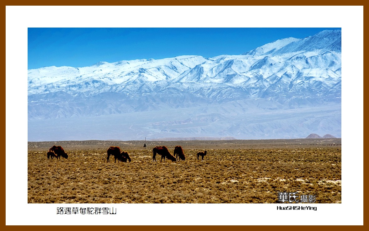 2023西行游记（甘肃122）—路遇草甸驼群雪山（张掖市）