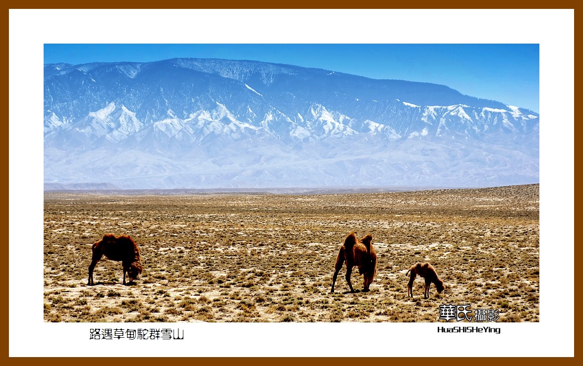 2023西行游记（甘肃122）—路遇草甸驼群雪山（张掖市）