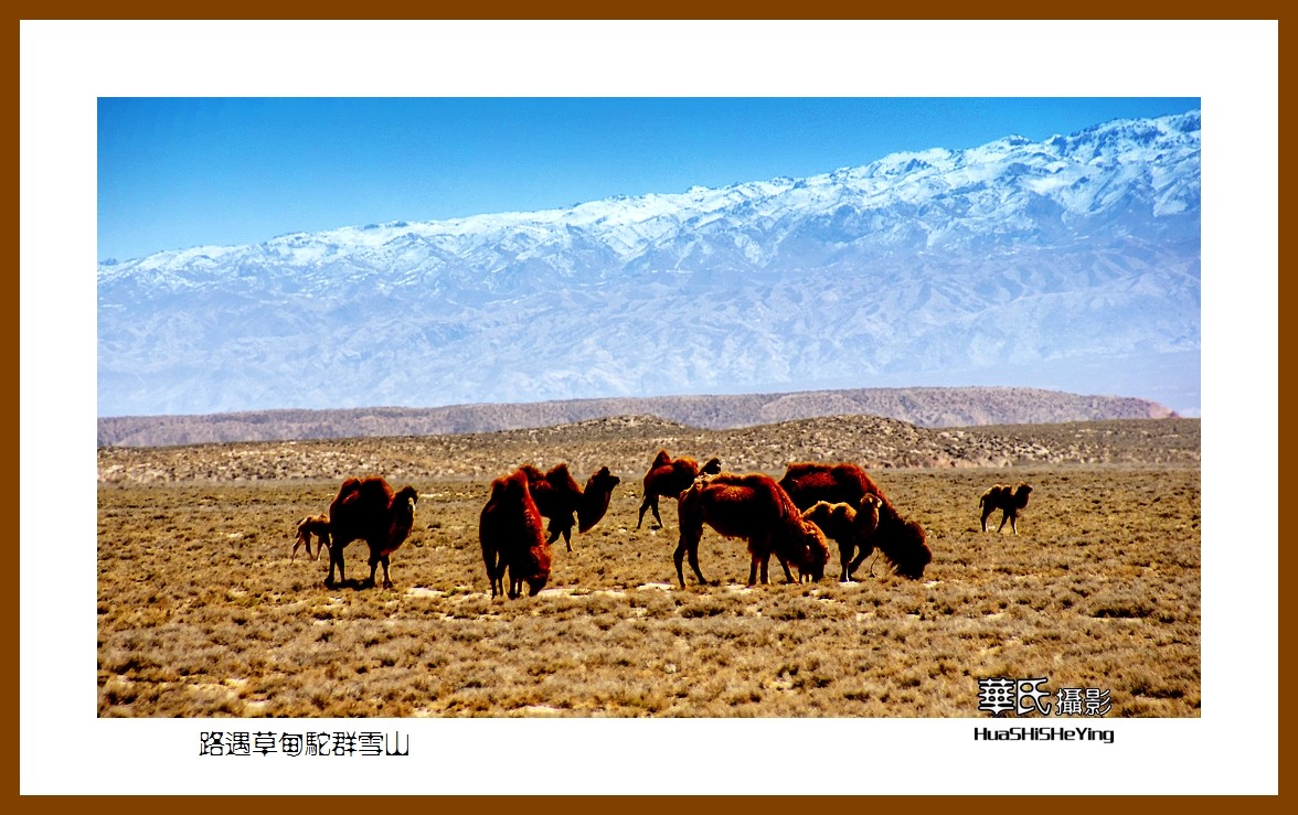 2023西行游记（甘肃122）—路遇草甸驼群雪山（张掖市）