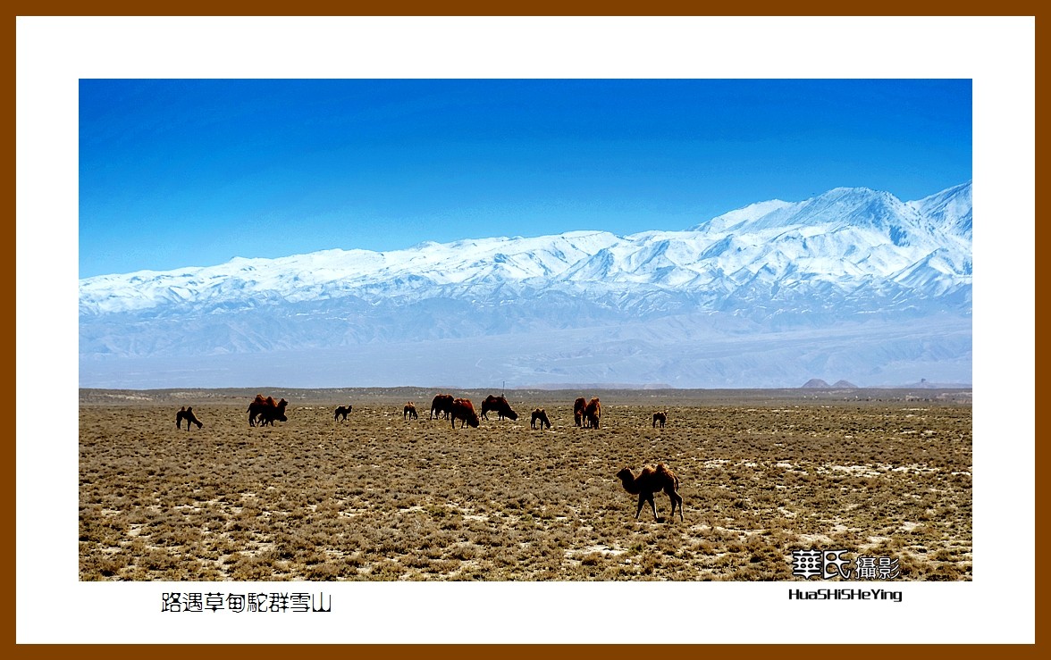 2023西行游记（甘肃122）—路遇草甸驼群雪山（张掖市）