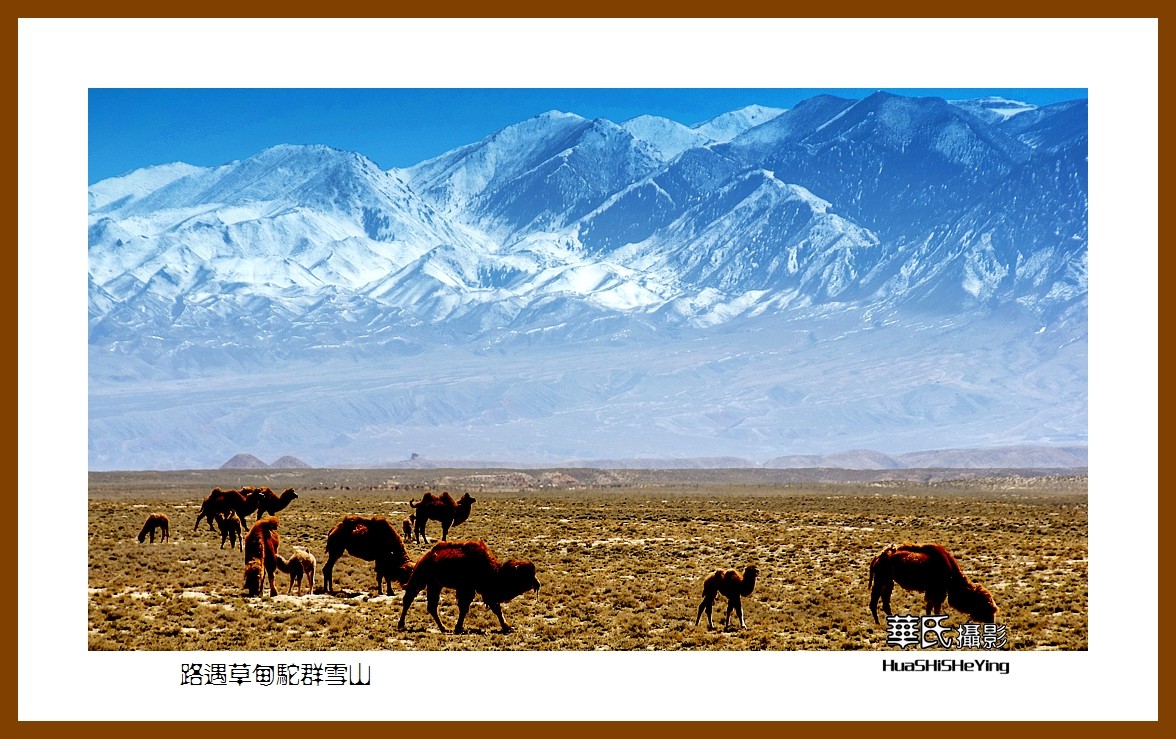 2023西行游记（甘肃122）—路遇草甸驼群雪山（张掖市）