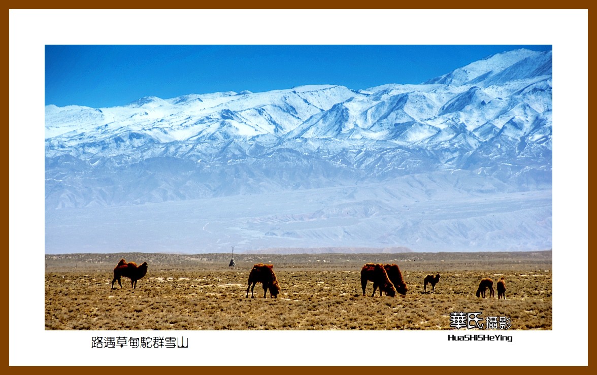 2023西行游记（甘肃122）—路遇草甸驼群雪山（张掖市）