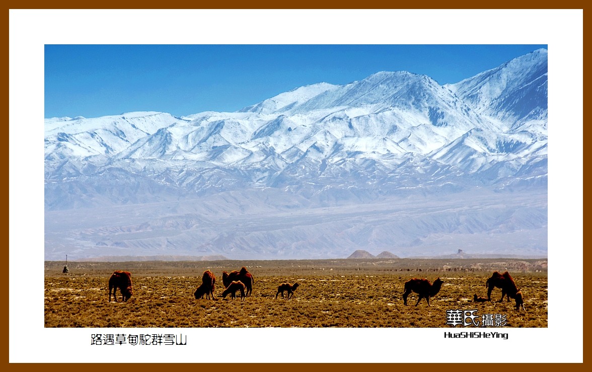 2023西行游记（甘肃122）—路遇草甸驼群雪山（张掖市）