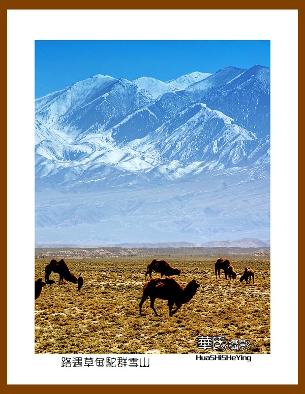 2023西行游记（甘肃122）—路遇草甸驼群雪山（张掖市）