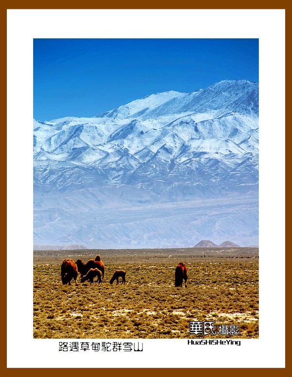 2023西行游记（甘肃122）—路遇草甸驼群雪山（张掖市）