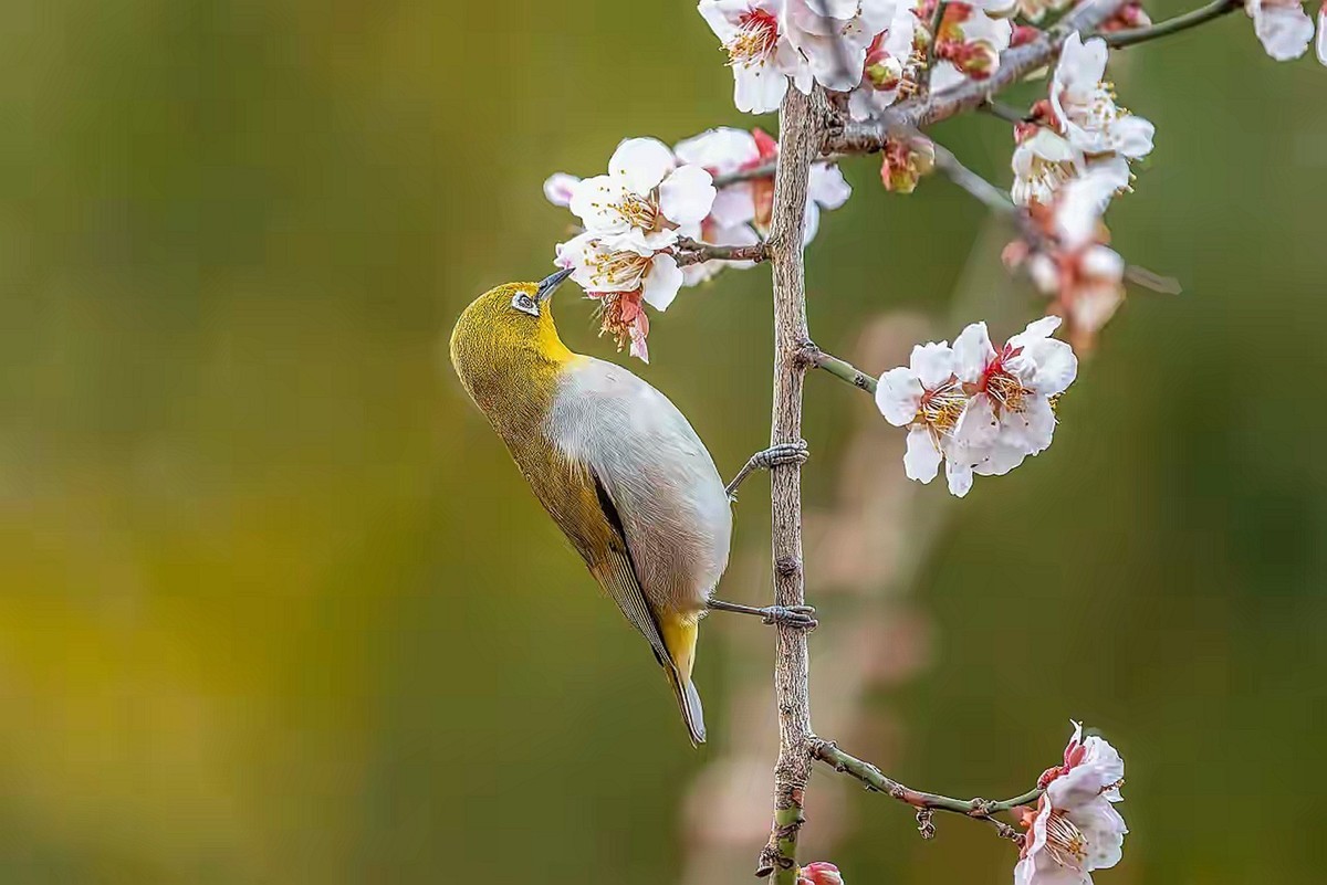 梅树上的绣眼与山雀