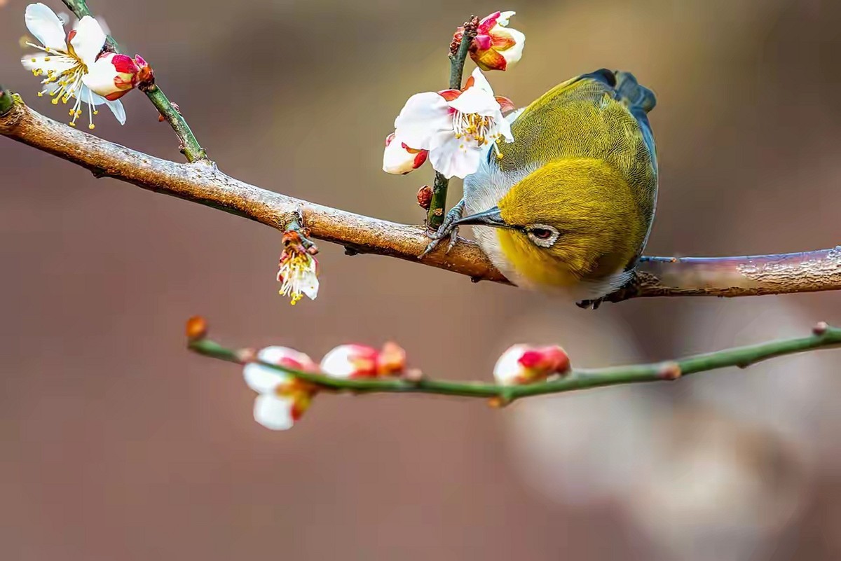 梅树上的绣眼与山雀
