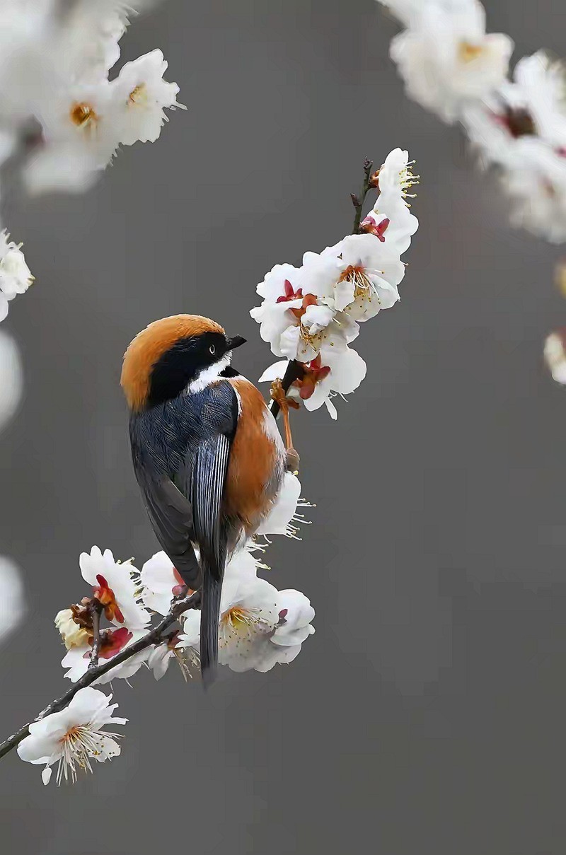 梅树上的绣眼与山雀