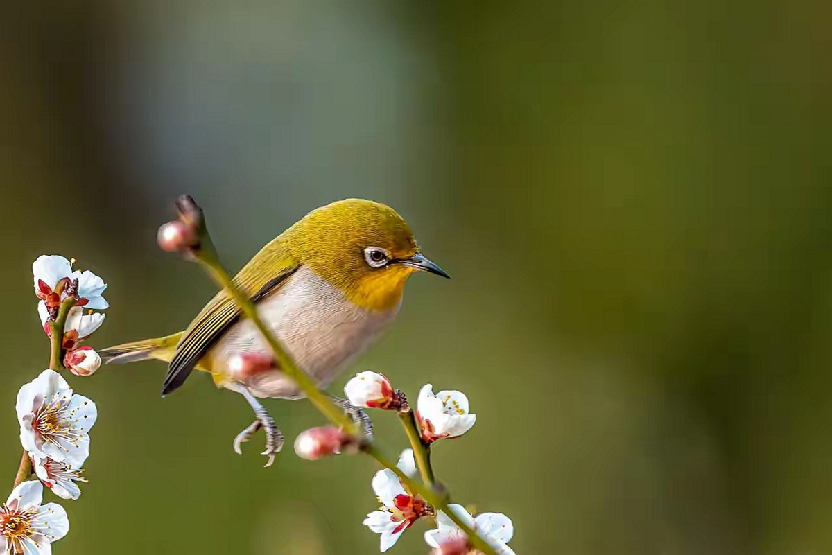 梅树上的绣眼与山雀