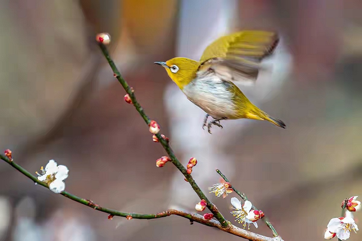 梅树上的绣眼与山雀
