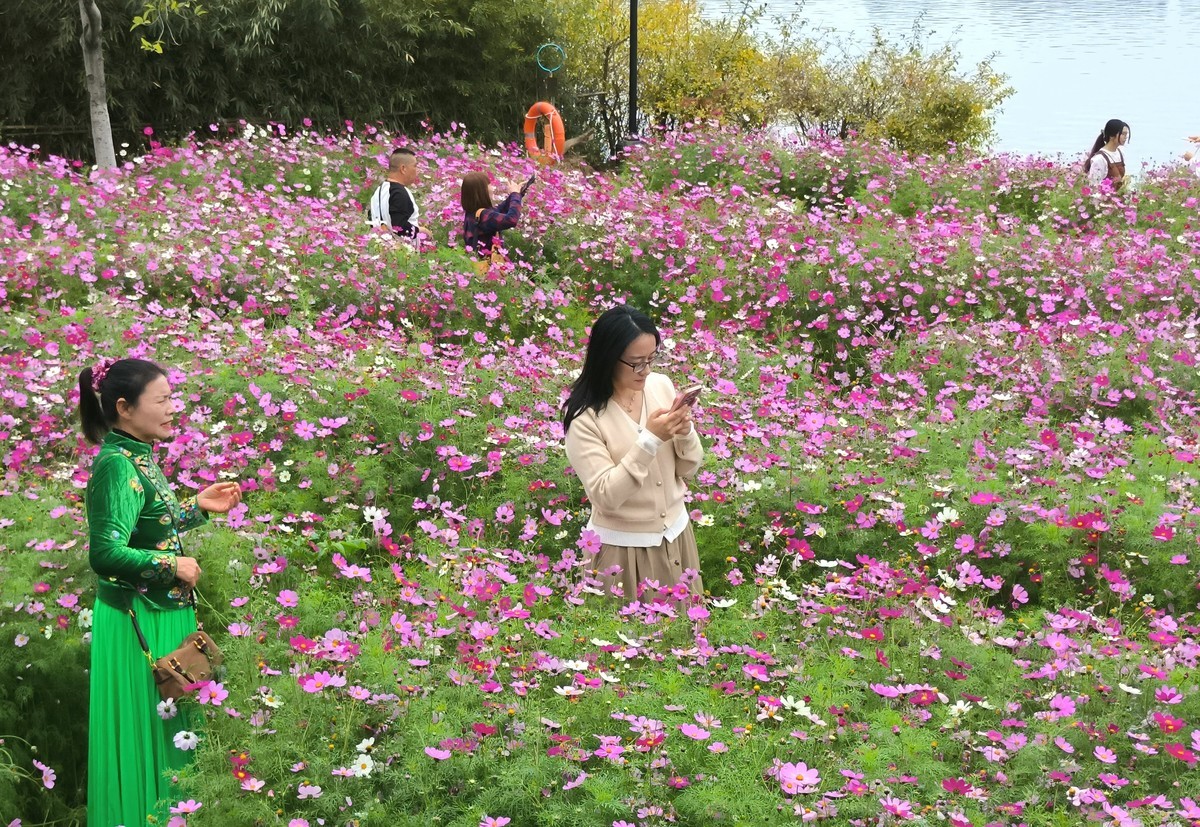 波斯菊的花海。