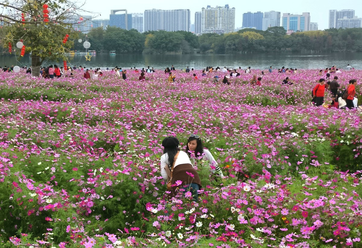 波斯菊的花海。