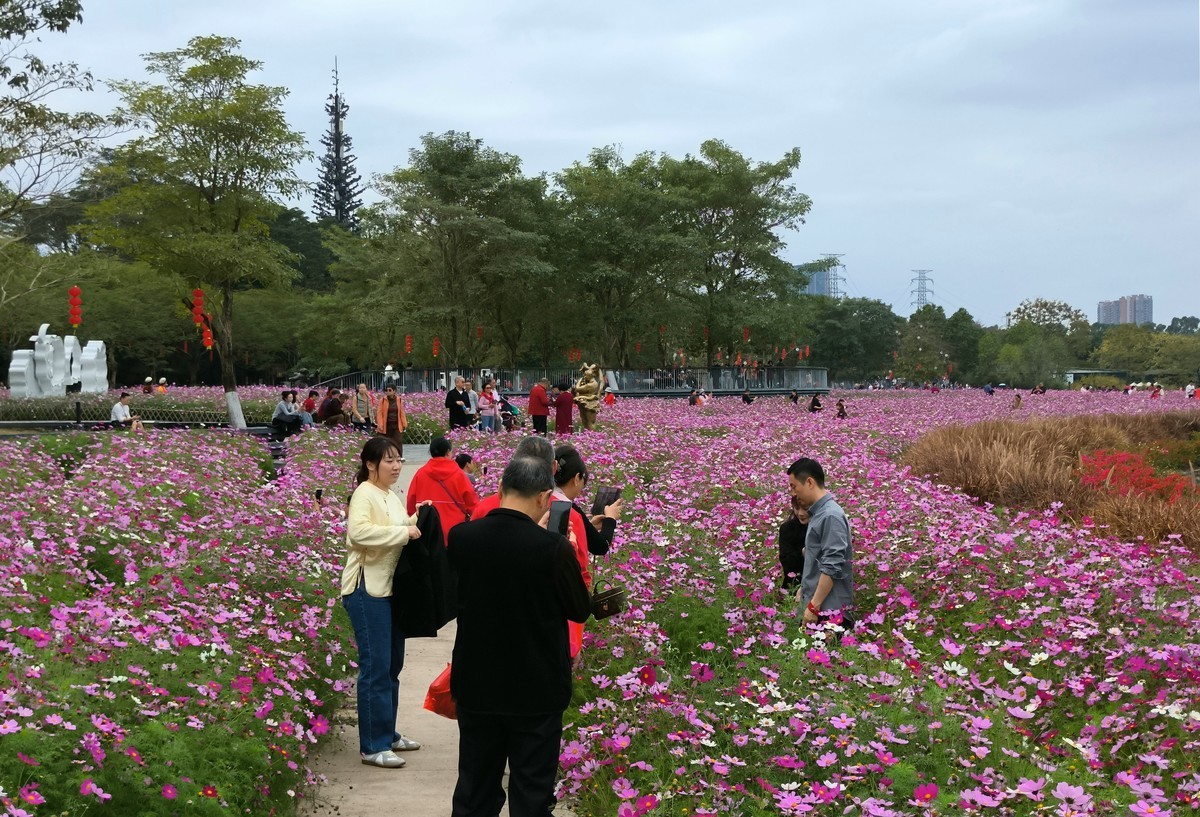 波斯菊的花海。