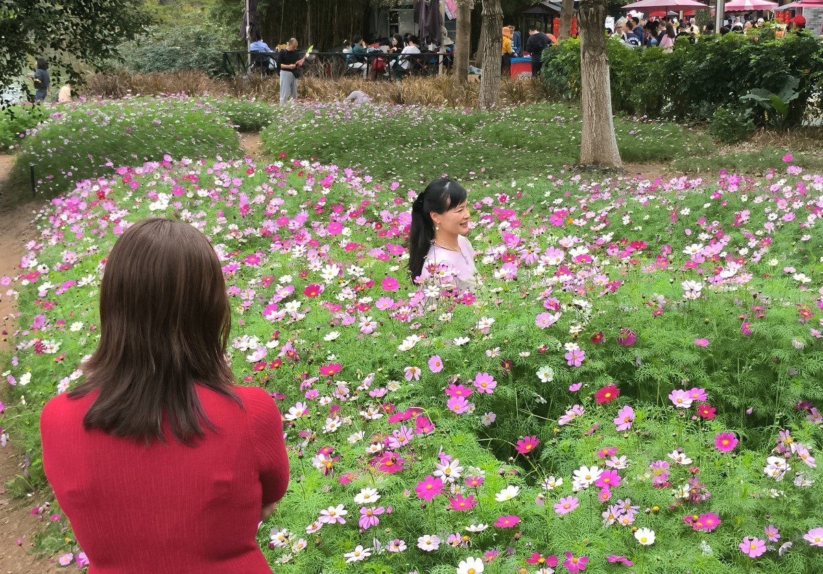 波斯菊的花海。