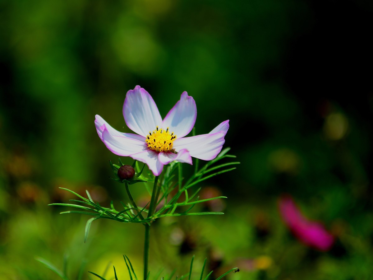 波斯菊的花海。