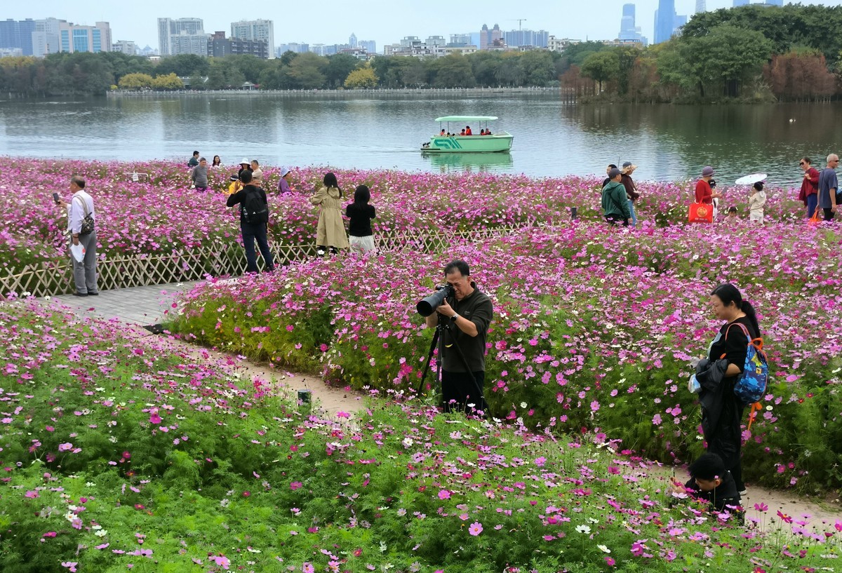 波斯菊的花海。