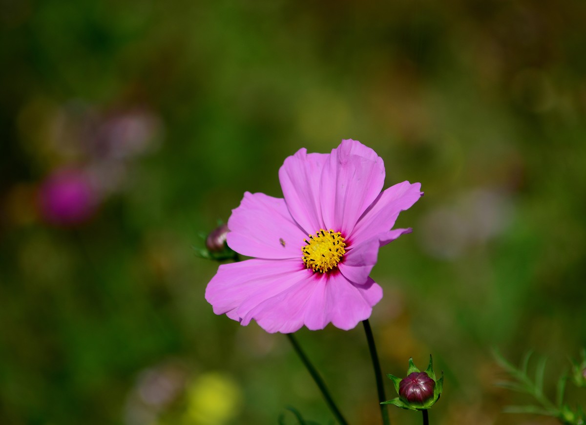 波斯菊的花海。