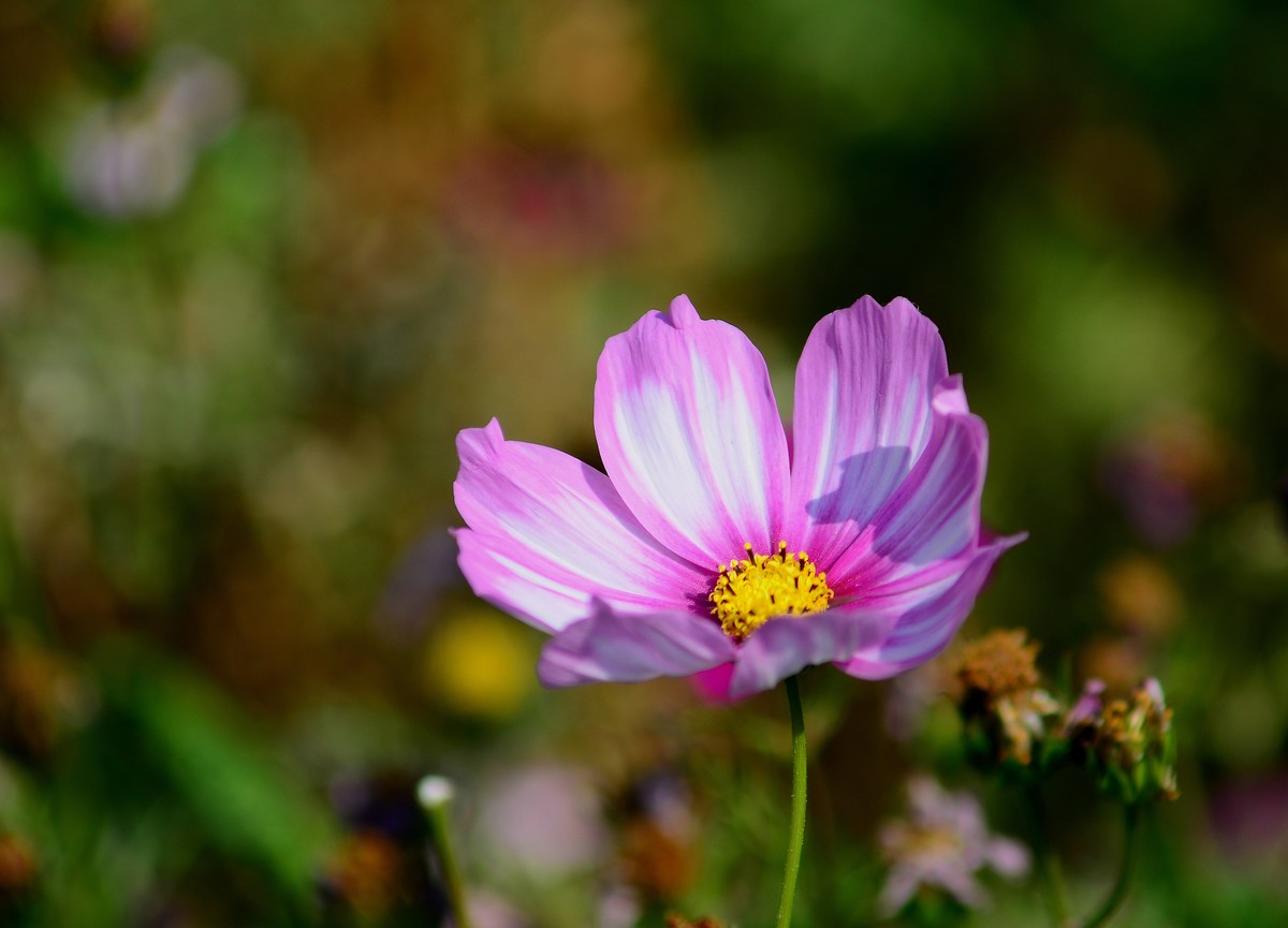 波斯菊的花海。