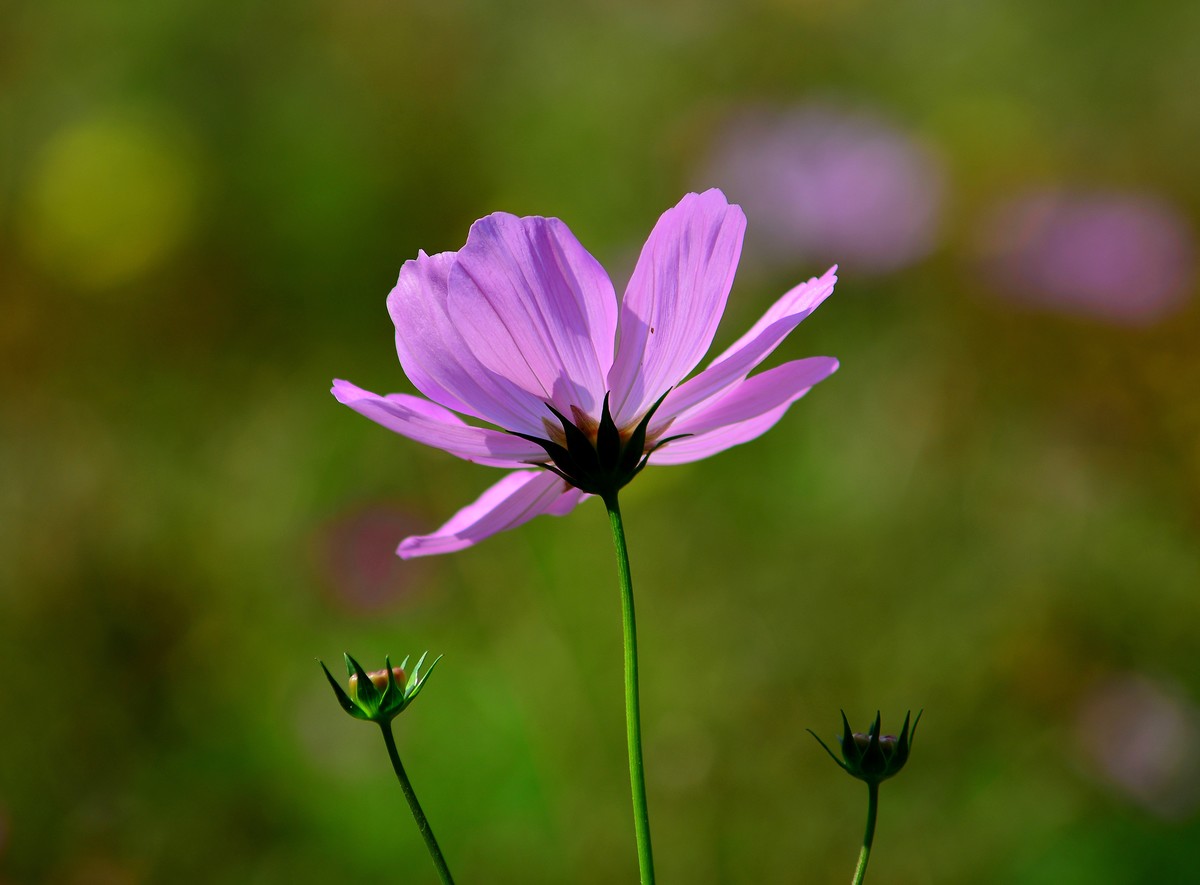 波斯菊的花海。