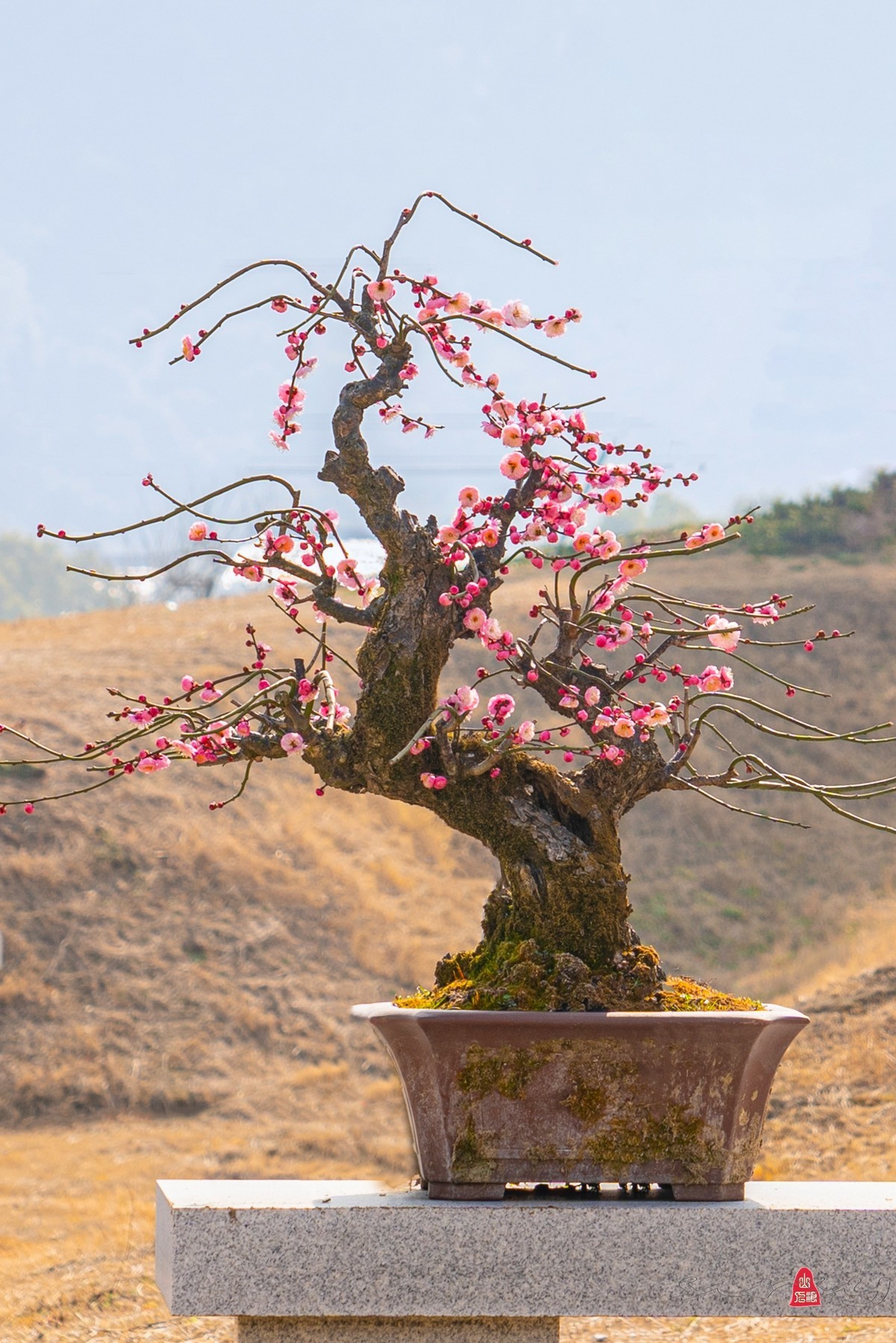 盆栽老梅桩（续）