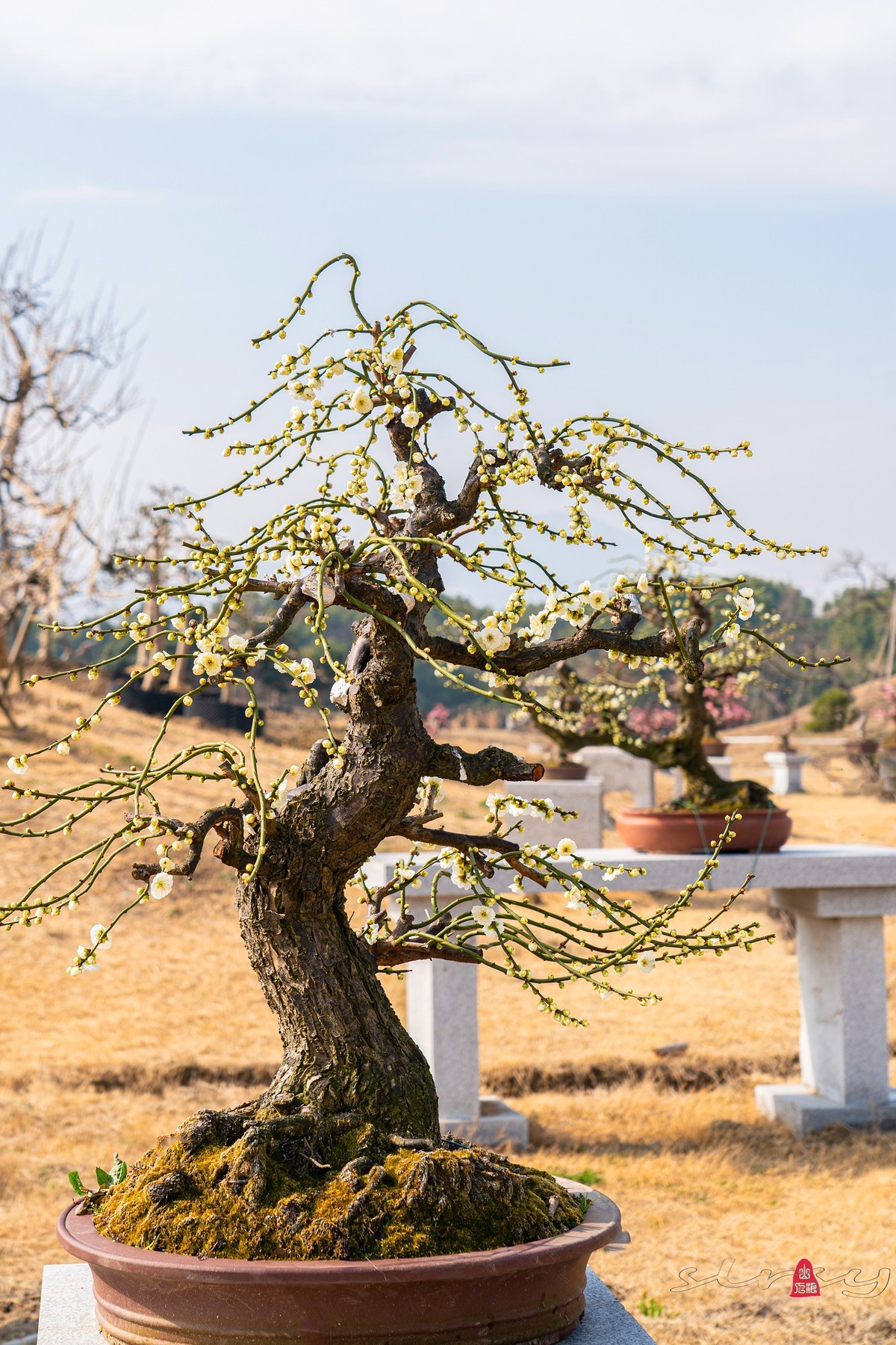 盆栽老梅桩（续）