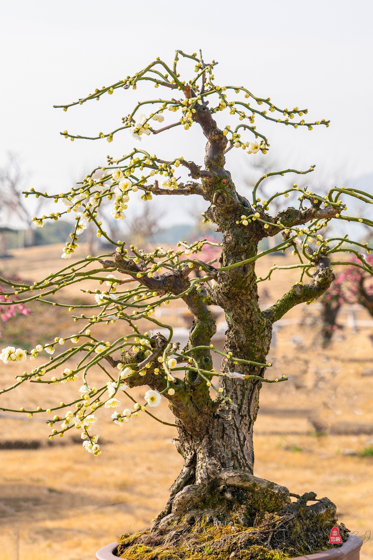 盆栽老梅桩（续）